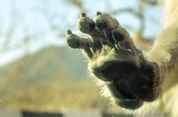 Foto pfote des indischen langurs