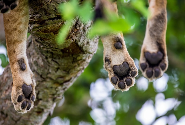 Pfoten Löwin, die auf dem Baum liegt