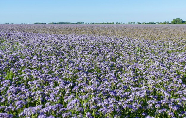 Phacelia-Blumenwiese