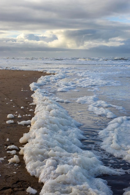 Phaeocystis clade de algas en la playa