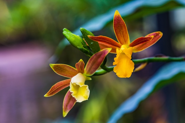 Phaius indochinensis Seidenf. &amp; Omerod nov.sp ,, Bela orquídea selvagem na floresta tropical.