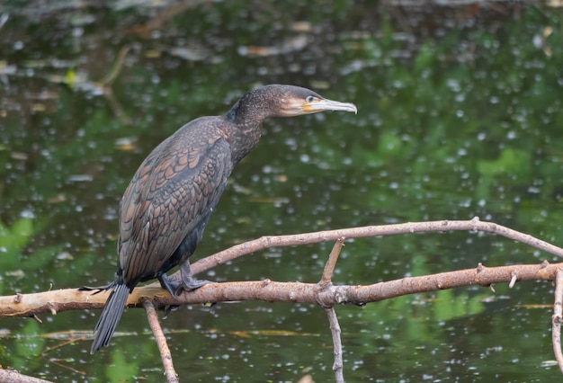 Phalacrocorax carbo gran cormorán de pie en la rama