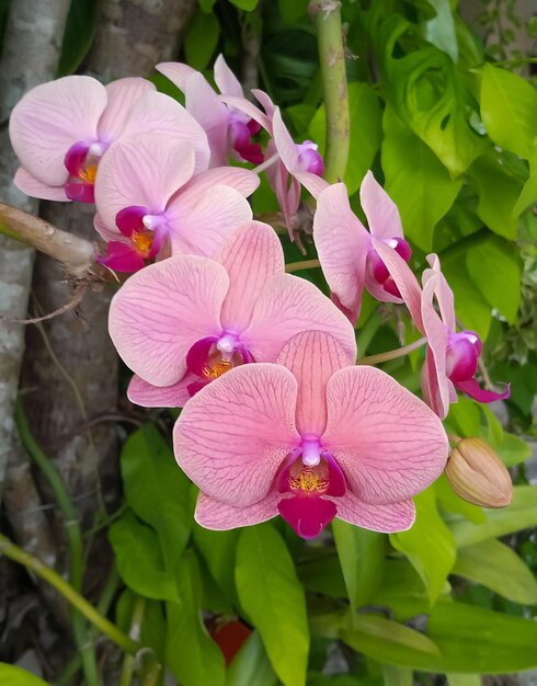 Foto phalaenopsis afrodite planta