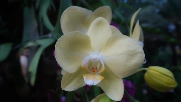 Phalaenopsis amabilis, comumente conhecida como orquídea da lua na Indonésia