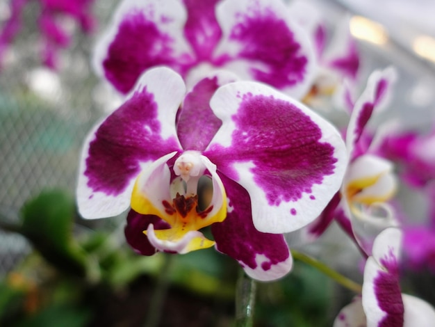 Phalaenopsis amabilis comúnmente conocida como la orquídea de la luna en Indonesia