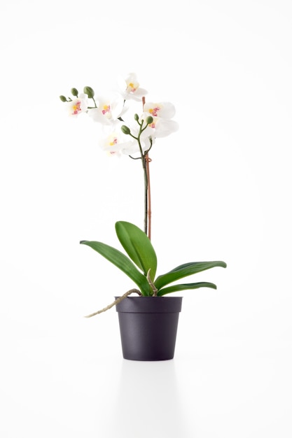 Phalaenopsis amabilis en una olla. Planta de la casa aislada en el fondo blanco.