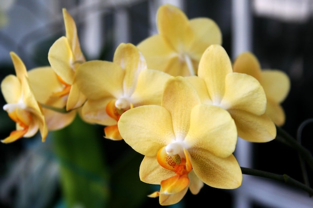 Phalaenopsis amarilla o polilla dendrobium Flor de orquídea en invierno o primavera jardín tropical Floral