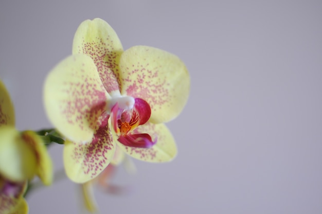 Phalaenopsis beleza flor amarela de orquídea. Cuidados com as plantas em casa. Copyspace com fundo cinza