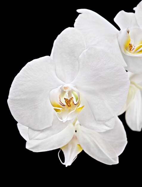 Phalaenopsis blanca