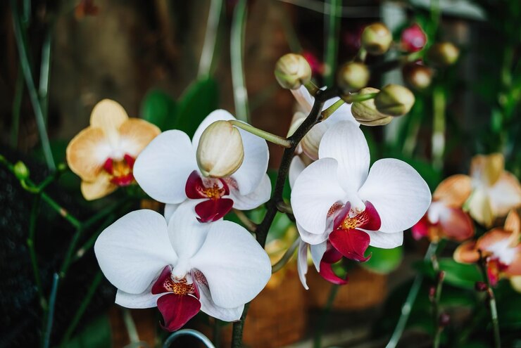 Una Phalaenopsis Blume o una flor de orquídea lunar blanca y morada