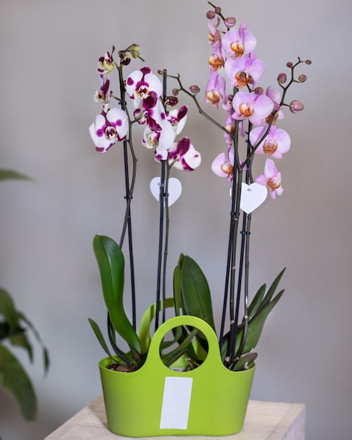 Phalaenopsis branca, rosa, flores de orquídea mariposa no vaso verde