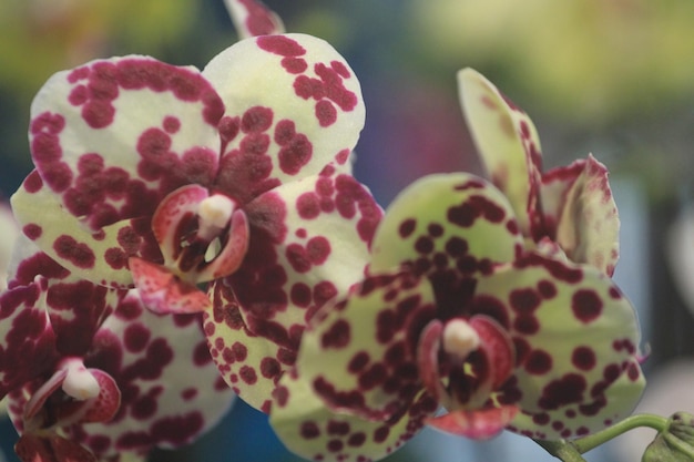 Foto phalaenopsis es la orquídea más ornamental