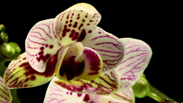 Foto phalaenopsis motte orchidee blüten blüten timelapse schwarz