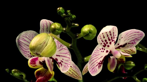 Foto phalaenopsis motte orchidee blüten blüten timelapse schwarz