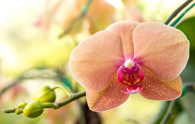 Phalaenopsis orchid flower