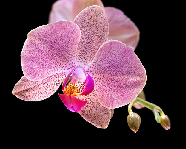 Phalaenopsis. Orchidee auf schwarzem Hintergrund