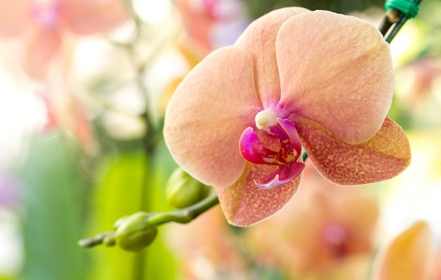 Phalaenopsis Orchidee Blume