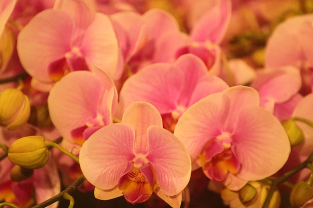 Phalaenopsis Orchidee in Form von Schmetterlingen