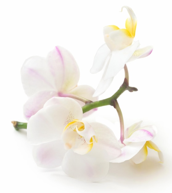 Phalaenopsis-Orchidee weiß