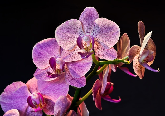 Phalaenopsis Orchidee