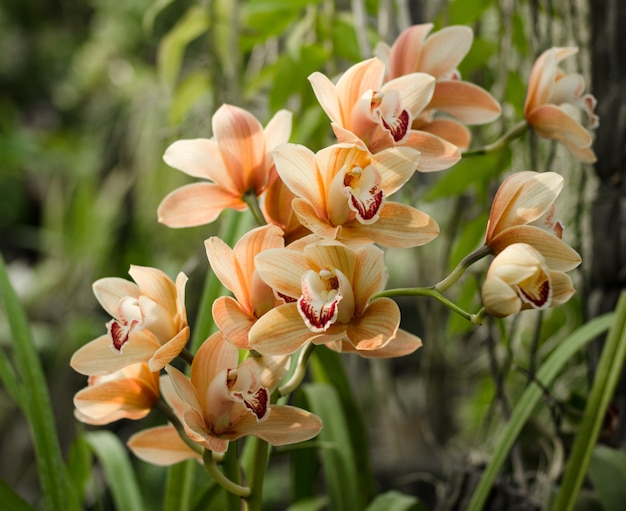 Phalaenopsis Orchideen blühen im botanischen Gewächshaus.