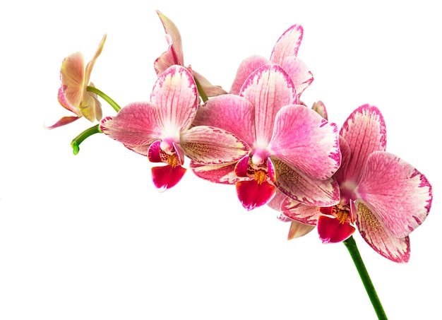 Phalaenopsis Orchideenblüten