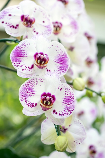 Phalaenopsis-Orchideenblume