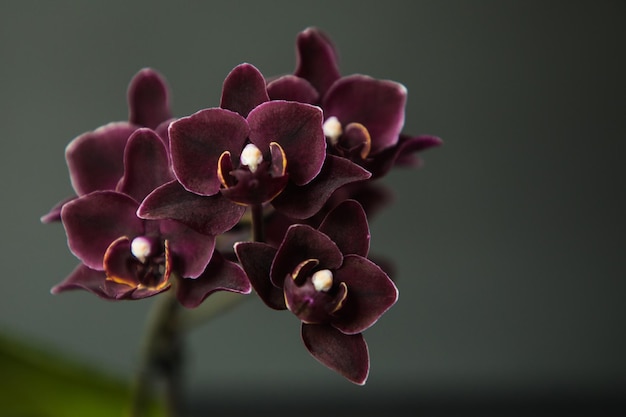 Phalaenopsis orquídea anjo preto em um fundo preto