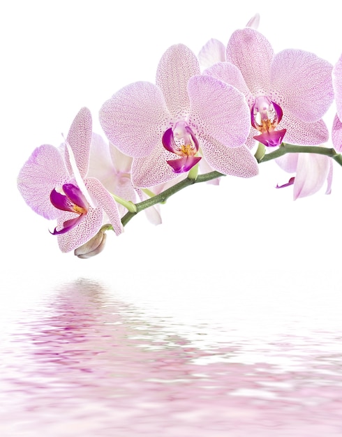 Phalaenopsis. Orquídea en blanco y reflejo de agua