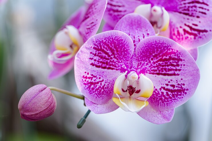 Phalaenopsis Orquídea flor en el jardín