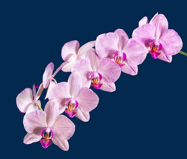 Phalaenopsis. Orquídea isolada em fundo azul