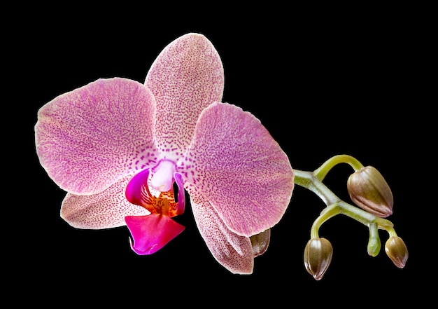 Phalaenopsis. Orquídea sobre fondo negro