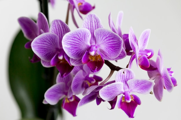 Phalaenopsis orquídea violeta