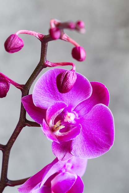 Foto phalaenopsis, phalaenopsis o falah de la flor de la orquídea púrpura en un gris