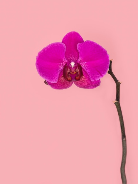 Phalaenopsis stellenbosch única flor roxa em um fundo rosa copiar espaço ramo de flor tropical de orquídea close-up fundo de orquídea roxa feriado dia da mulher cartão de flor beleza