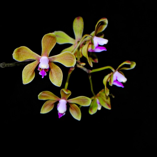 Phalaenopsis stobartiana