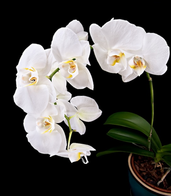 Phalaenopsis. Weiße Orchidee auf schwarzem Hintergrund