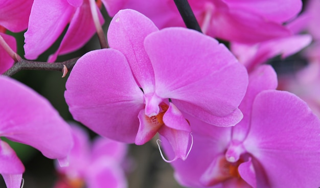 Phalaenopsis