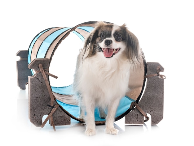 Phalene Papillon Hund