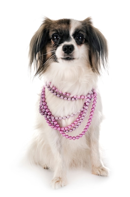 Phalene Papillon Hund