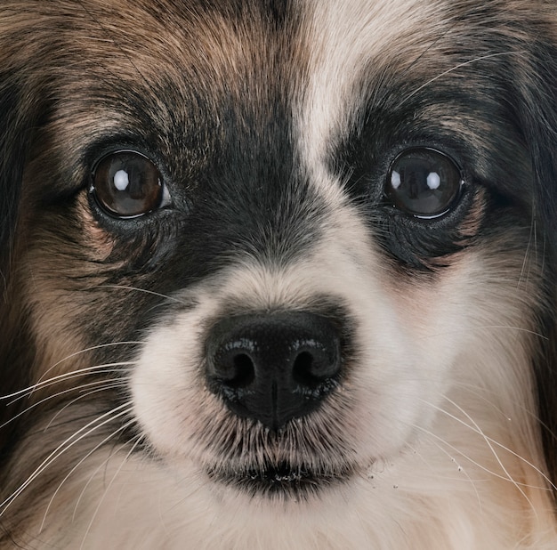 Phalene Papillon Hund