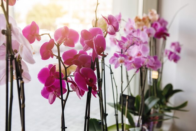 Phalenopsis de orquídea rosa e roxa estão à venda nas vitrines da floricultura. Foco seletivo.