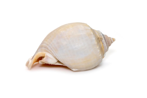 Phalium glaucum shell nome comum a touca cinza ou glaucus bonnet é uma espécie de grande caracol marinho.