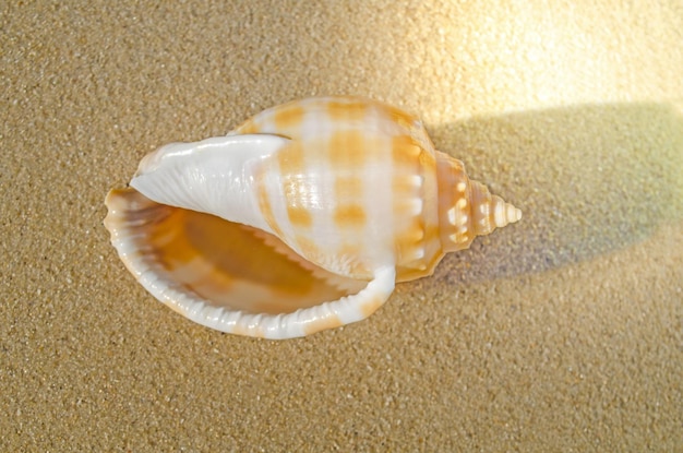 Phalium strigatum. Día soleado en la playa