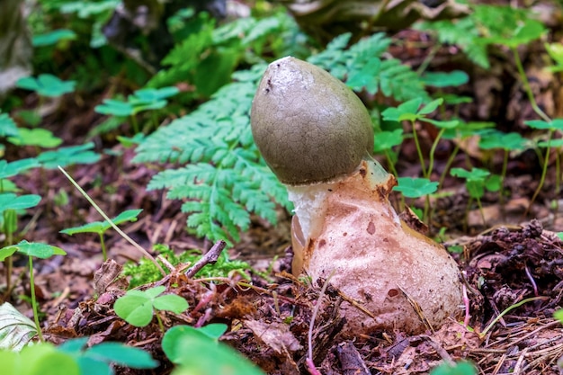 Phallus impudicus conocido coloquialmente como el stinkhorn común es un hongo muy extendido en la familia Phallaceae stinkhorn