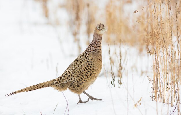 Phasianus colchicus inverno faisão comum