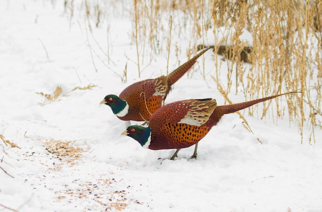 Pheasant Phasianus Dois pássaros machos selvagens ficam na neve comem o grão