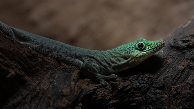 Foto phelsuma em pé