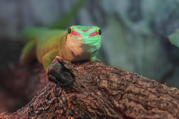 Foto phelsuma madagascariensis