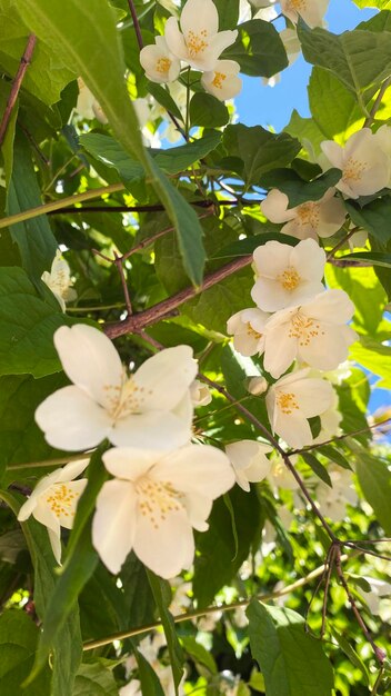 Philadelphus coronarius arbusto de naranja dulce con flores blancas con un rico aroma